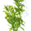 Marina Aquascaper Hygrophila 20 cm