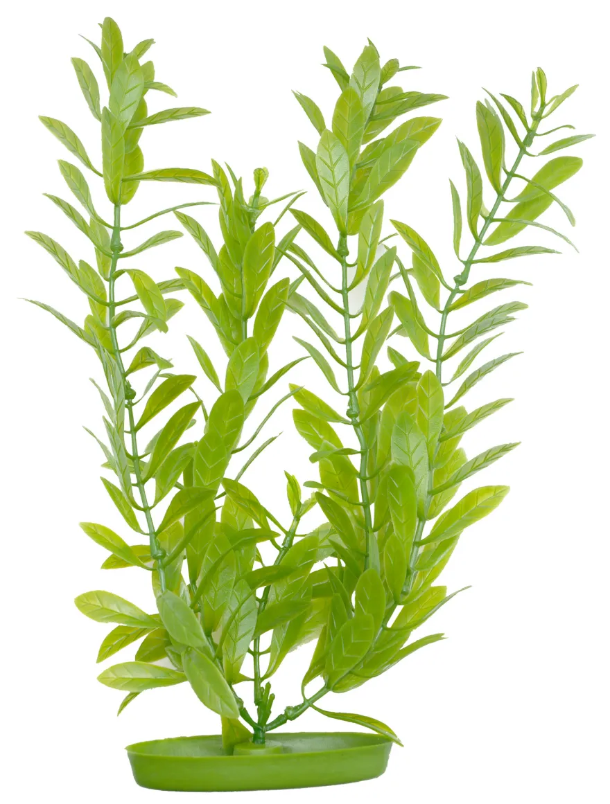 Marina Aquascaper Hygrophila 30 cm