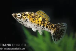 Marmelade Cat Molly, Poecilia latipinna