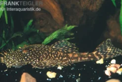 Marmor-Ancistrus, Ancistrus claro, LDA 8, DNZ