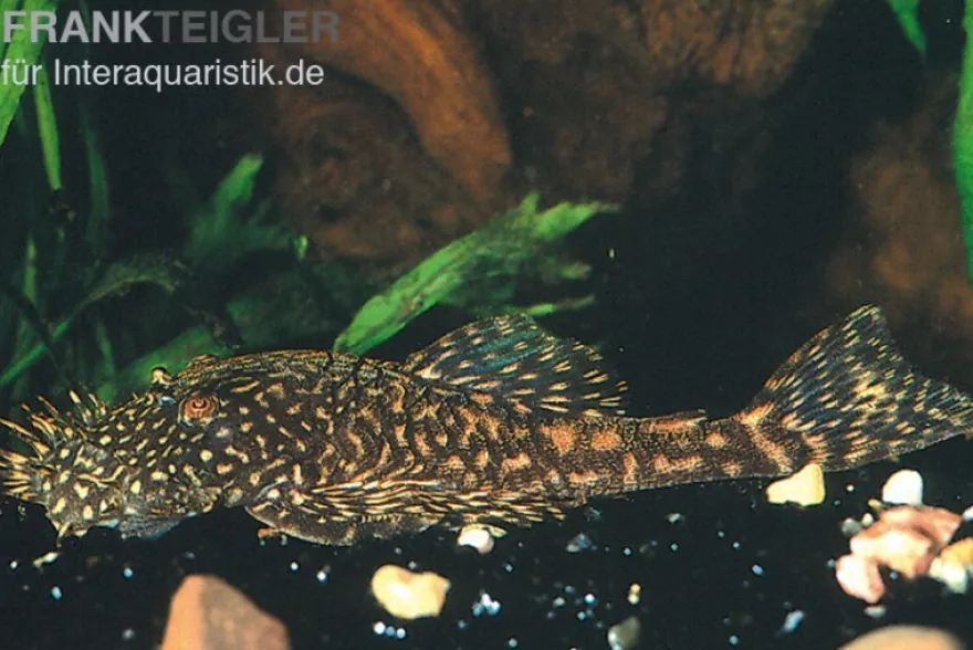 Marmor-Ancistrus, Ancistrus claro, LDA 8, DNZ