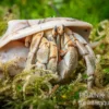 Marmor-Einsiedlerkrebs, Coenobita sp. "Marble"