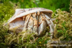 Marmor-Einsiedlerkrebs, Coenobita sp. "Marble"