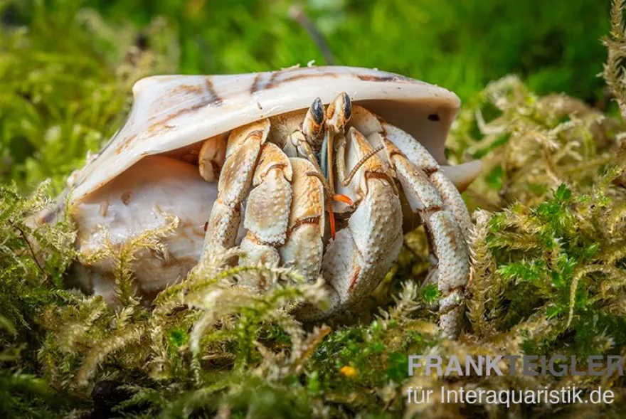 Marmor-Einsiedlerkrebs, Coenobita sp. "Marble"