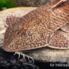Marmor-Flunderharnischwels, Pseudohemiodon apithanos sp. Colombia