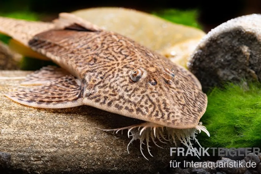 Marmor-Flunderharnischwels, Pseudohemiodon apithanos sp. Colombia
