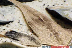 Marmor-Flunderharnischwels, Pseudohemiodon apithanos sp. Colombia