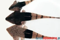 Marmor-Flunderharnischwels, Pseudohemiodon apithanos sp. Colombia