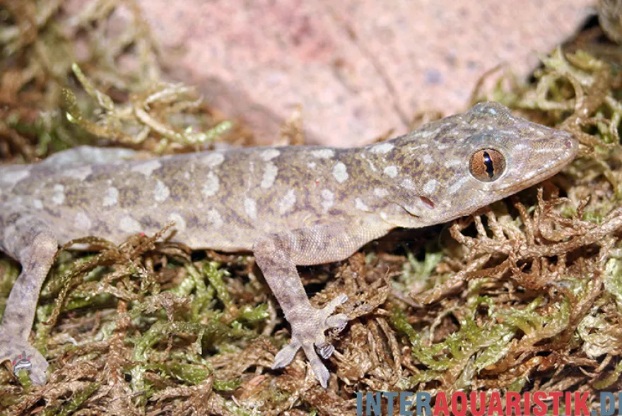 Marmorgecko, Gekko grossmanni
