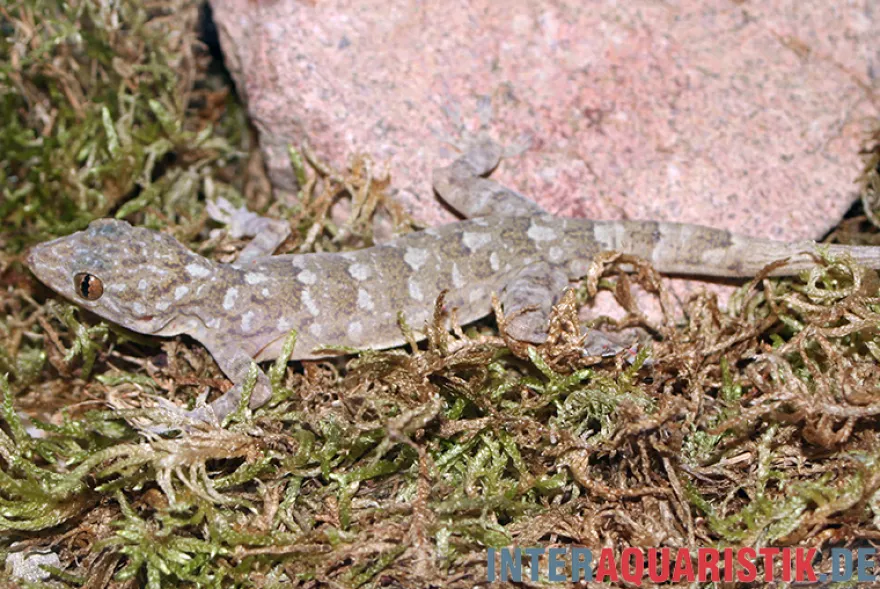 Marmorgecko, Gekko grossmanni