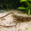 Marmorierte Flußgarnele, Braunarmgarnele, Macrobrachium asperulum