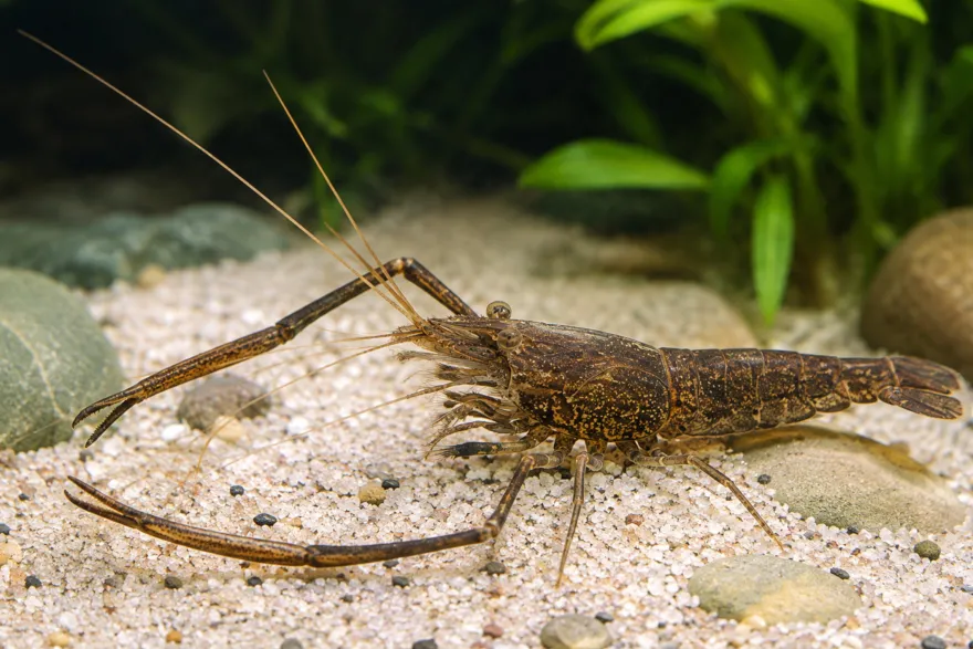 Marmorierte Flußgarnele, Braunarmgarnele, Macrobrachium asperulum