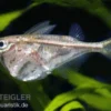 Marmorierter Beilbauchfisch, Carnegiella strigata