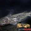 Marmorierter Delfinwels, Ageneiosus marmoratus