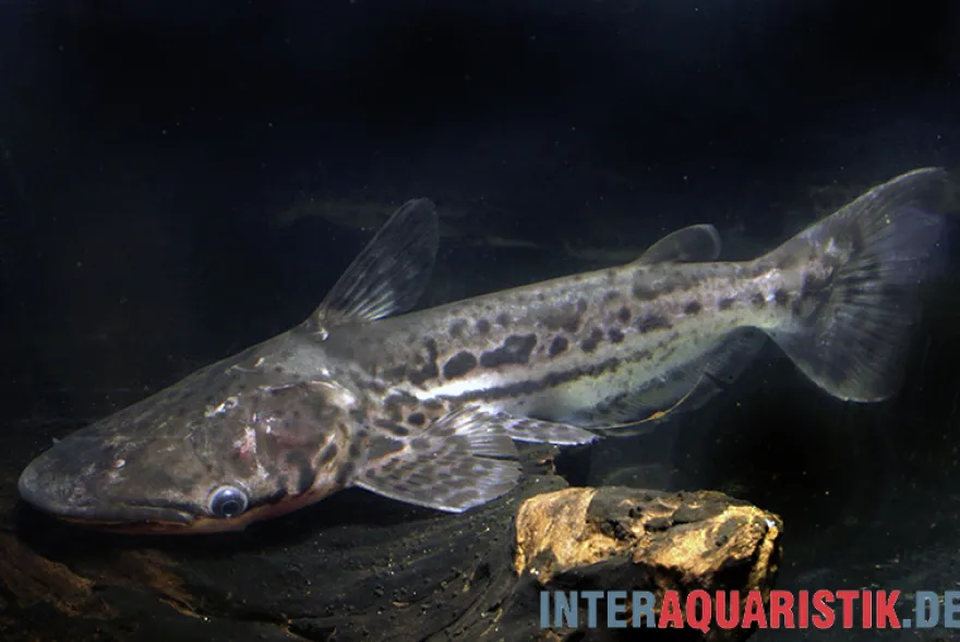 Marmorierter Delfinwels, Ageneiosus marmoratus