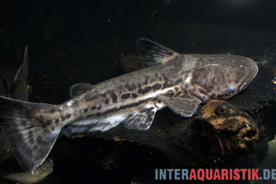 Marmorierter Delfinwels, Ageneiosus marmoratus