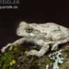 Marmorierter Laubfrosch, Hyla marmorata