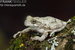 Marmorierter Laubfrosch, Hyla marmorata