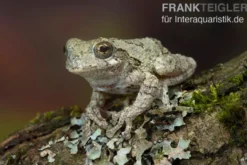 Marmorierter Laubfrosch, Hyla marmorata
