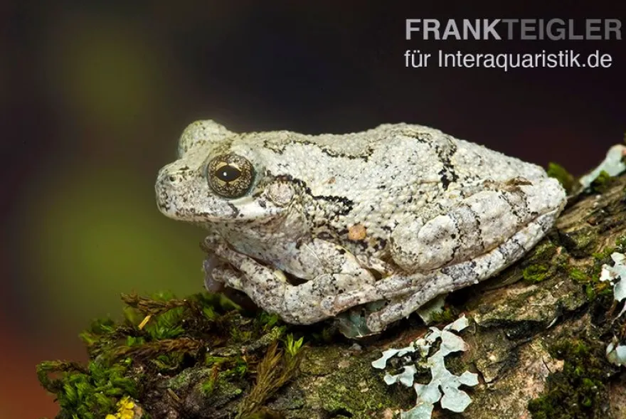 Marmorierter Laubfrosch, Hyla marmorata