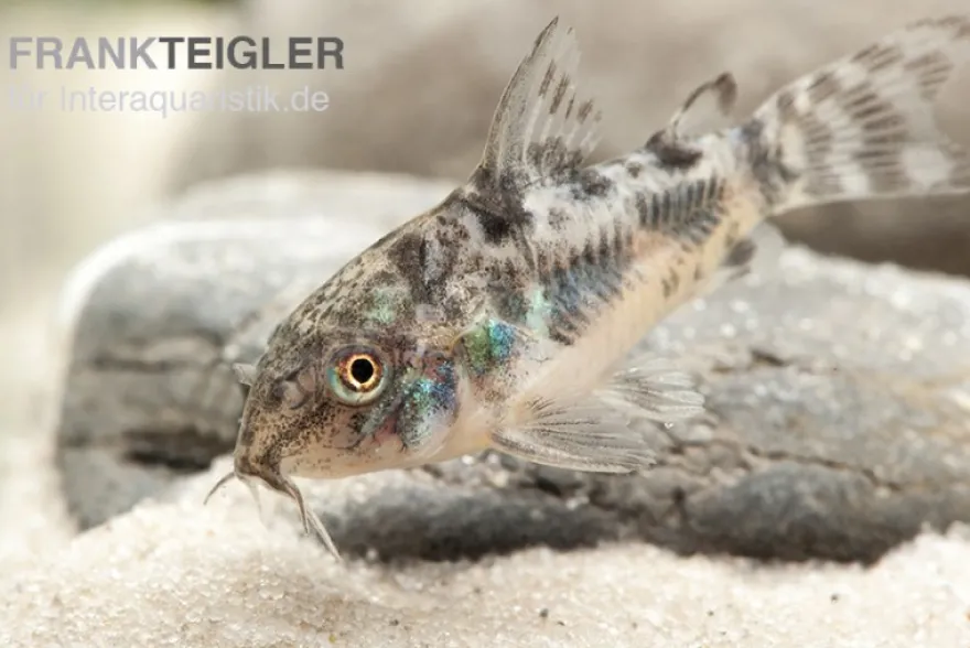 Marmorierter Panzerwels, Corydoras paleatus, DNZ