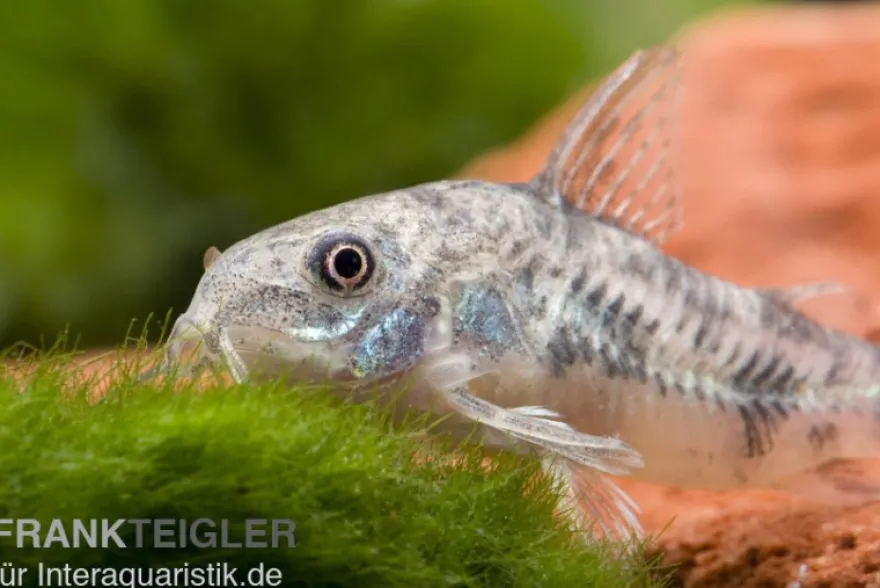 Marmorierter Panzerwels, Corydoras paleatus, DNZ