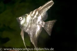 Marmor-Skalar, Pterophyllum scalare, DNZ 4-5 cm