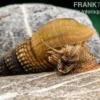 Marmor-Turmdeckelschnecke, Tarebia sp. marble