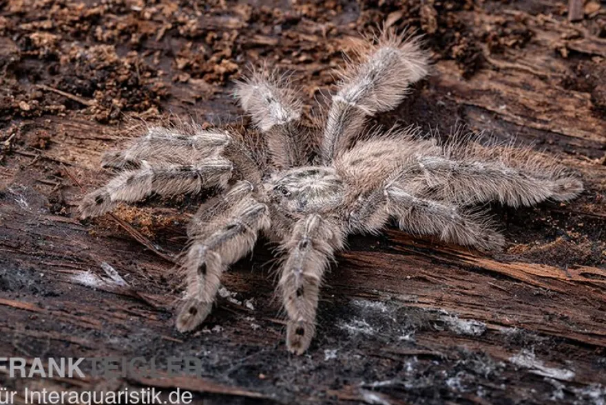 Marmorvogelspinne, Heteroscodra maculata