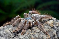 Marmorvogelspinne, Heteroscodra maculata