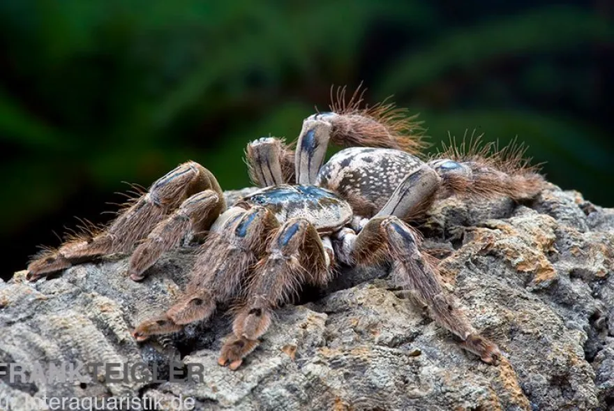 Marmorvogelspinne, Heteroscodra maculata