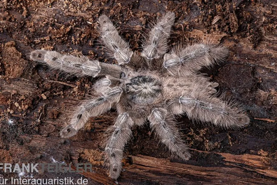 Marmorvogelspinne, Heteroscodra maculata