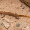 Marokkanischer Echsenfingergecko, Saurodactylus brosseti