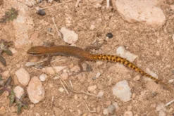 Marokkanischer Echsenfingergecko, Saurodactylus brosseti