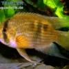 Maronibuntbarsch, Aequidens maronii (Cleithracara maronii)