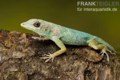 Martinique-Anolis, Anolis roquet roquet, Ohne Geschlechtsauswahl
