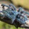 Martinique-Baumvogelspinne, Avicularia versicolor