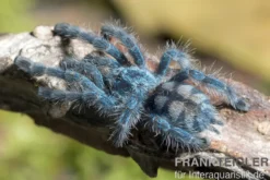 Martinique-Baumvogelspinne, Avicularia versicolor