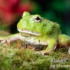 Matcha Pacman-Frog, Ceratophrys cranwelli "Matcha"