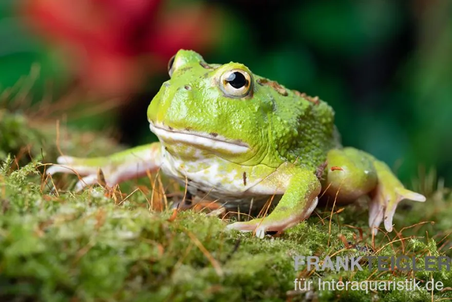 Matcha Pacman-Frog, Ceratophrys cranwelli "Matcha"