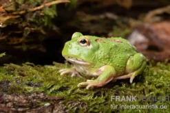 Matcha Pacman-Frog, Ceratophrys cranwelli "Matcha"