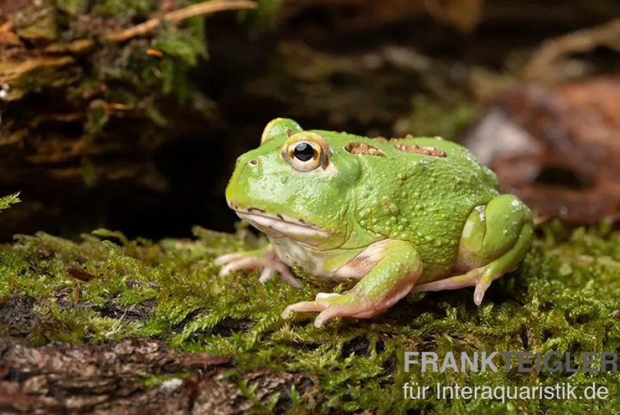 Matcha Pacman-Frog, Ceratophrys cranwelli "Matcha"