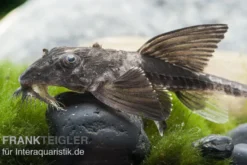 Maulbrütender Harnischwels, Loricaria simillima, 7-8 cm