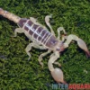 Maurischer Skorpion, Scorpio maurus