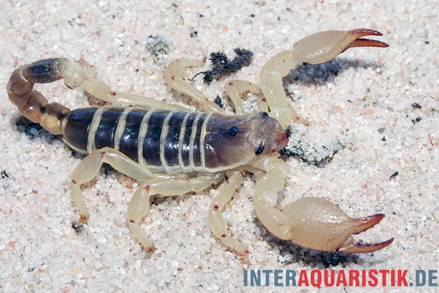 Maurischer Skorpion, Scorpio maurus