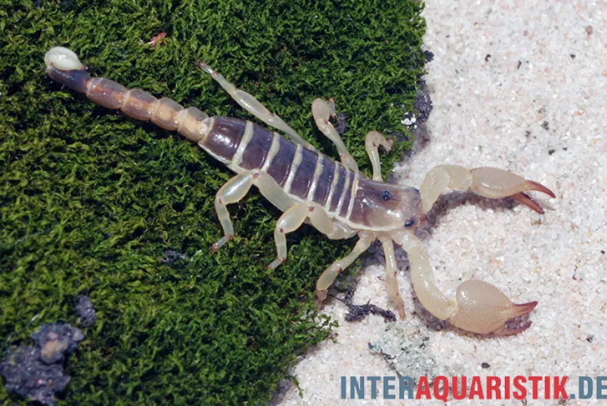 Maurischer Skorpion, Scorpio maurus