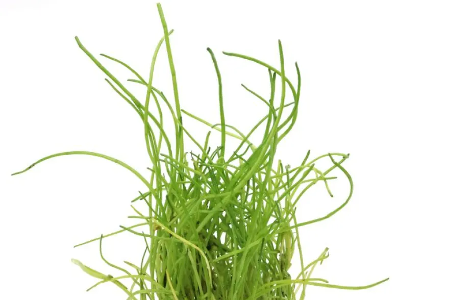 Mauritius-Graspflanze, Lilaeopsis mauritiana, im Topf