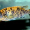 Maylandia estherae OB, Pseudotropheus estherae ORANGE BLOTCHED, DNZ