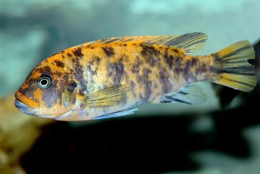Maylandia estherae OB, Pseudotropheus estherae ORANGE BLOTCHED, DNZ