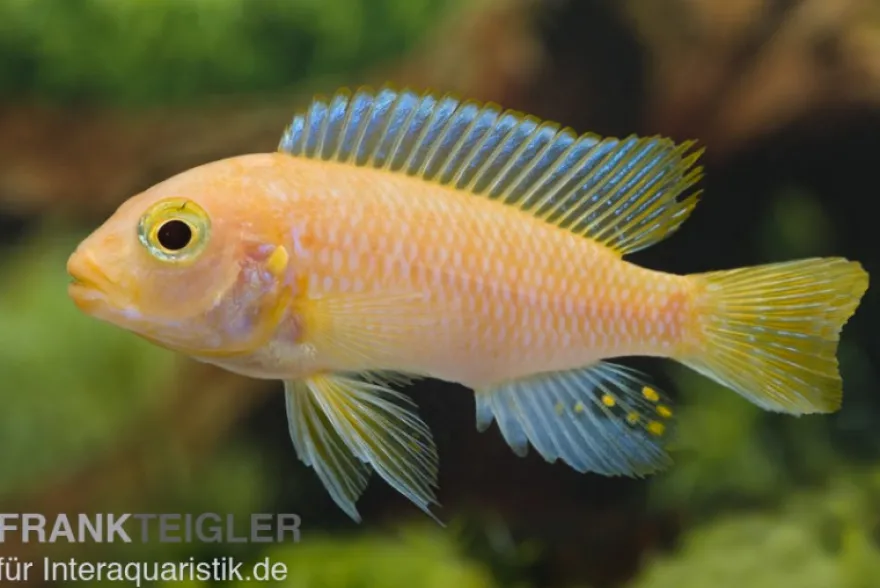 Maylandia estherae rot-rot